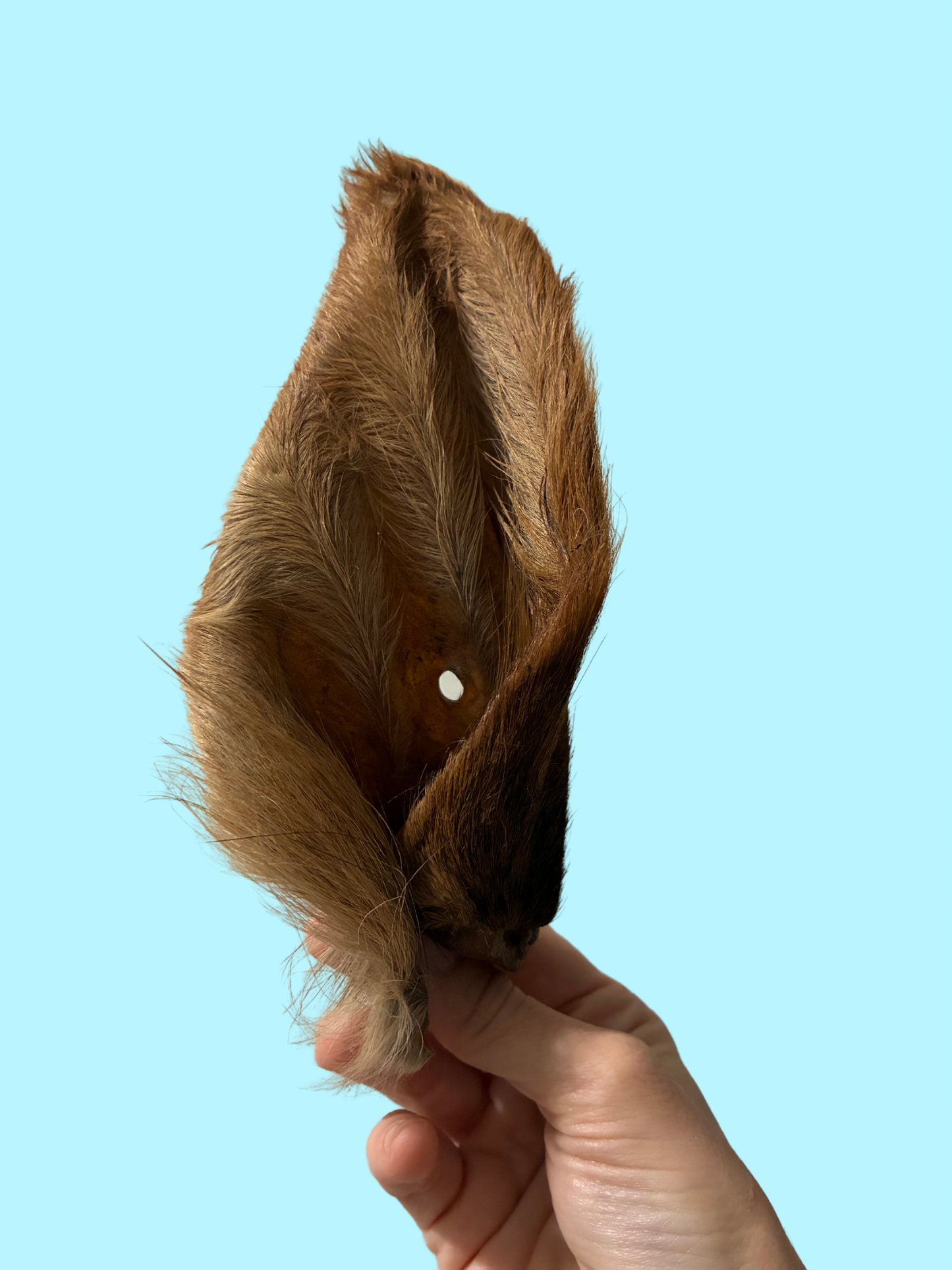 FURRY COW EAR