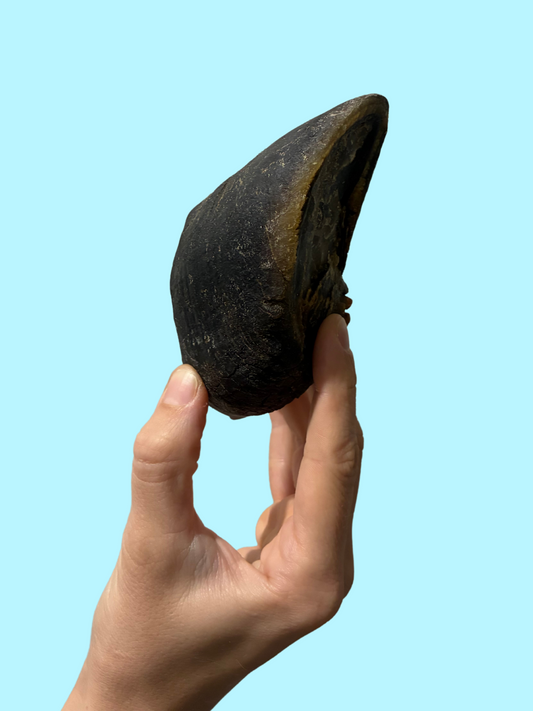COW HOOVES