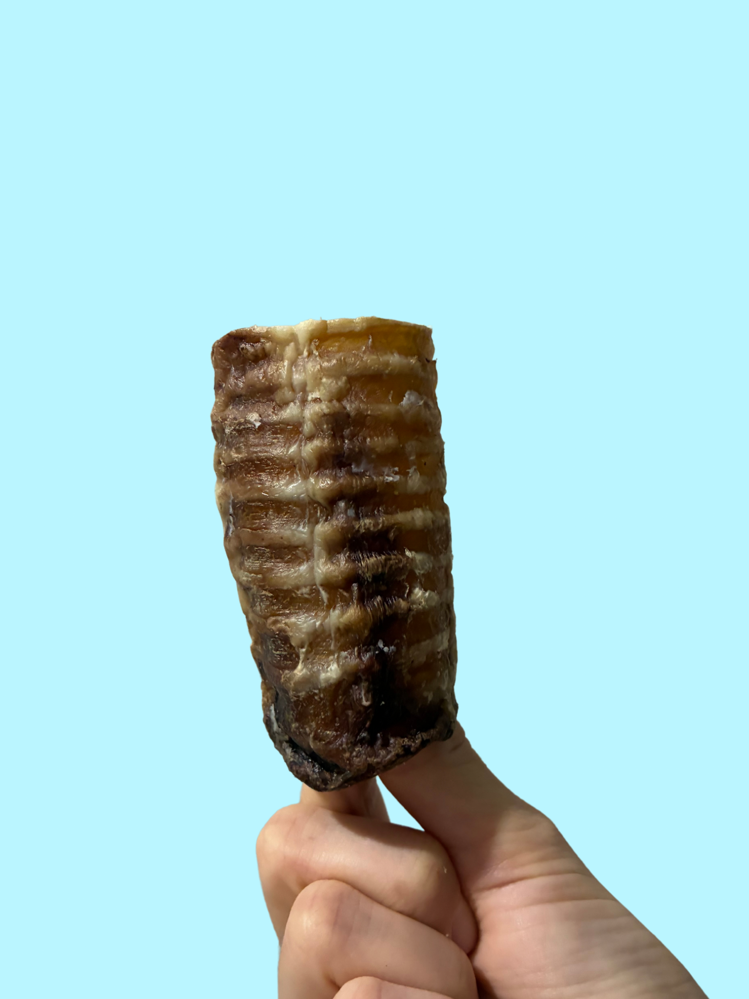 Beef Trachea