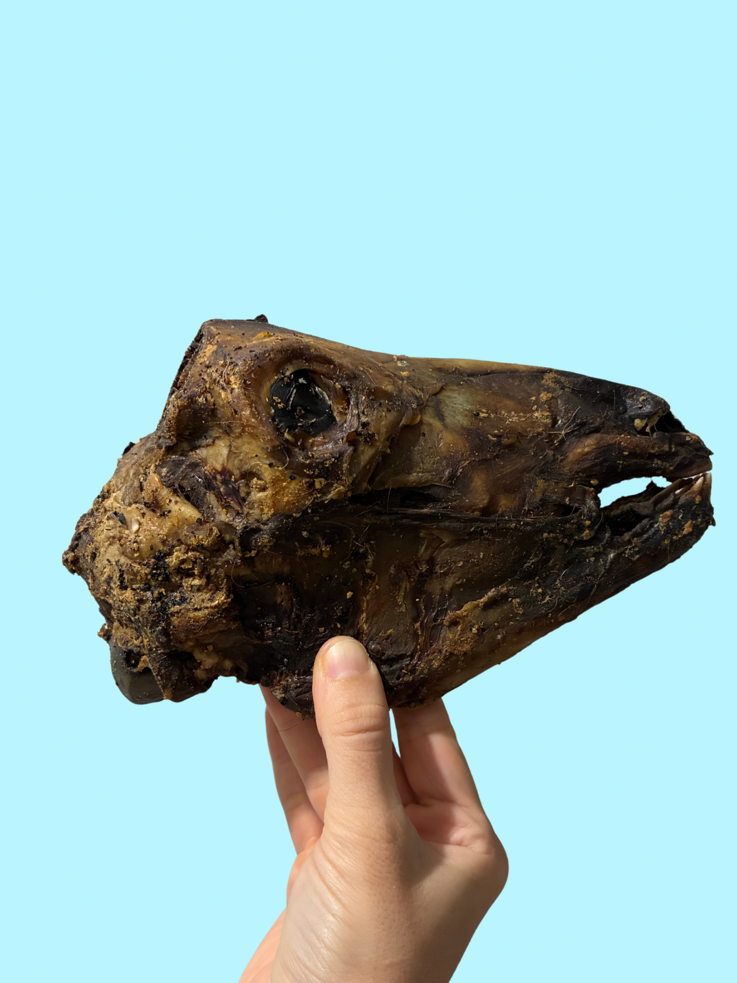 HALF GOAT HEAD