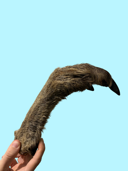 FURRY ROO PAW