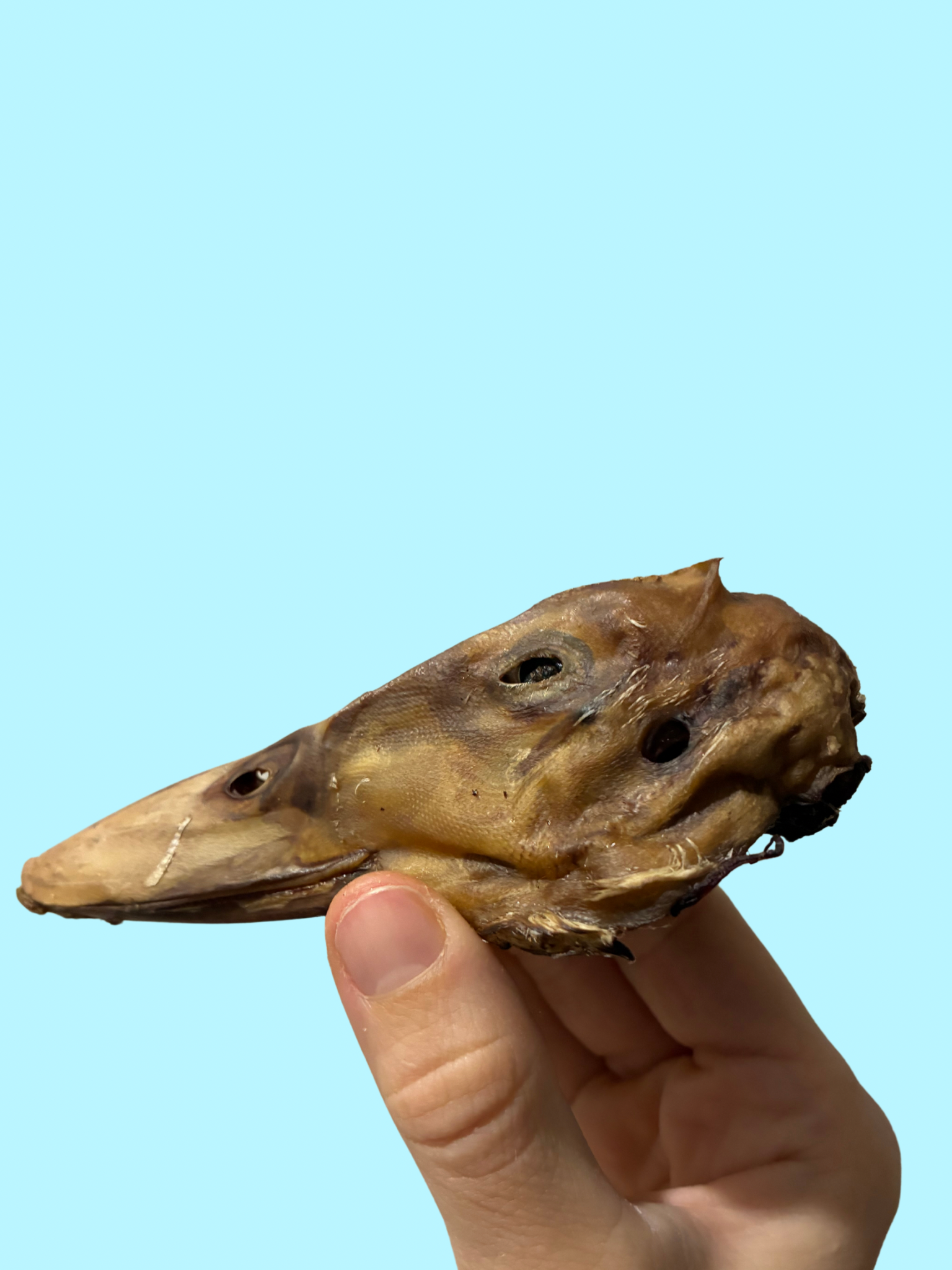 DUCK HEAD