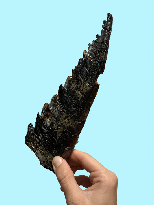 CROCODILE TAIL